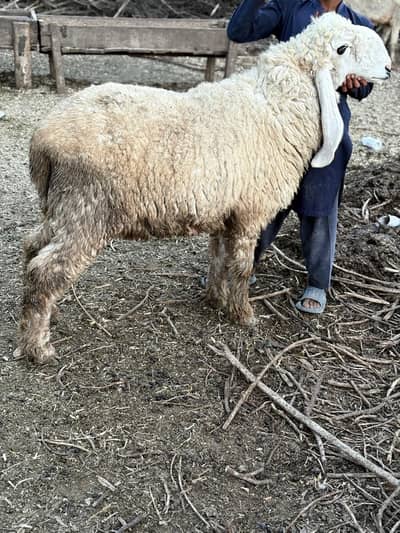 2 Sargodha kajla sheep good quality