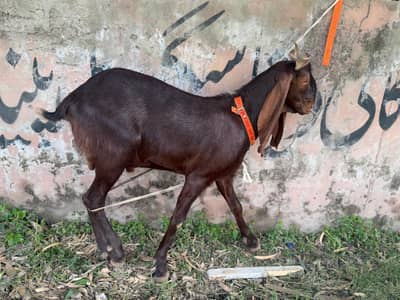 bakre qurbani for sale