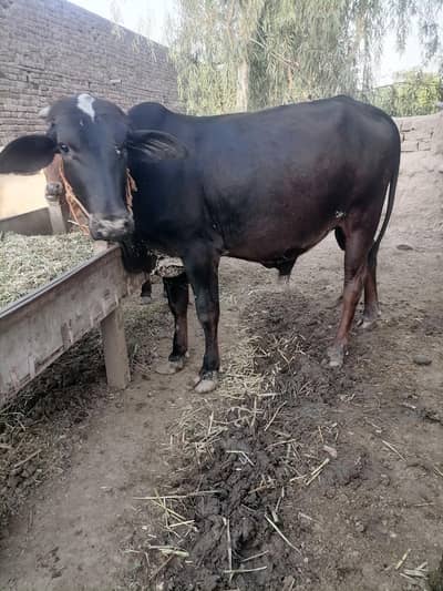 2 dant cholistani male