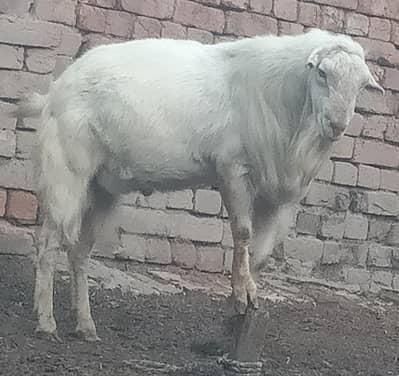 Babri bredar bakra full active Mashllah