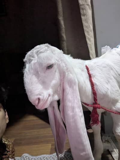 gulabi Bakra khubsoorat hai