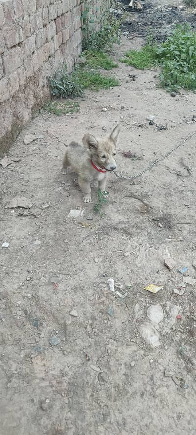 russian female dog for sale