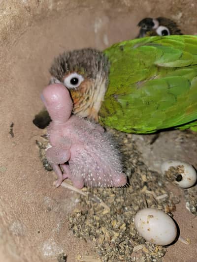 red factor Conure chick available