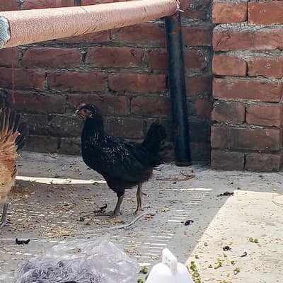 hens for sale in cheap price