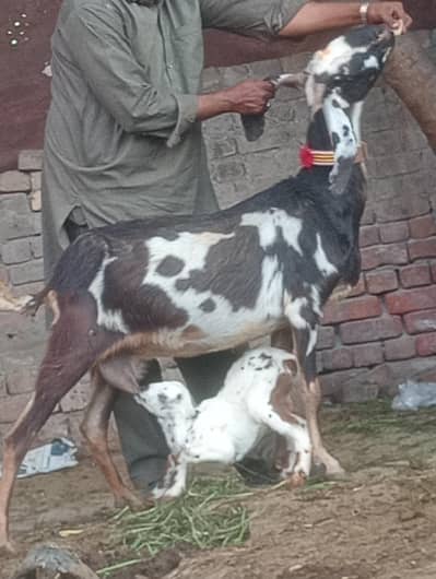 Betal Dabi Bakri Sath 1 male bacha sale