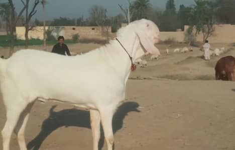 for sale Bakra qurbani ke liye call--03460421993