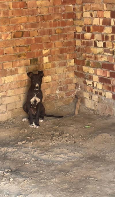 gultair male (03071069008)