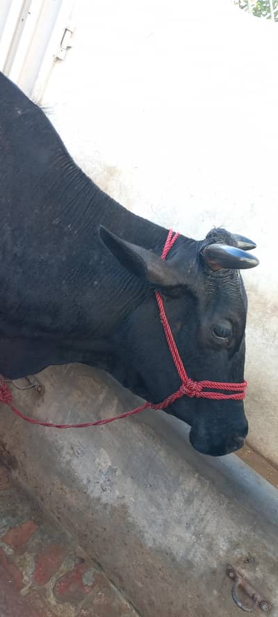 cow for sale milk 16 litter.