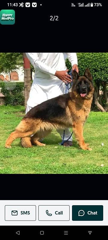 German Shepherd for sale only Whatsapp number 03327945291