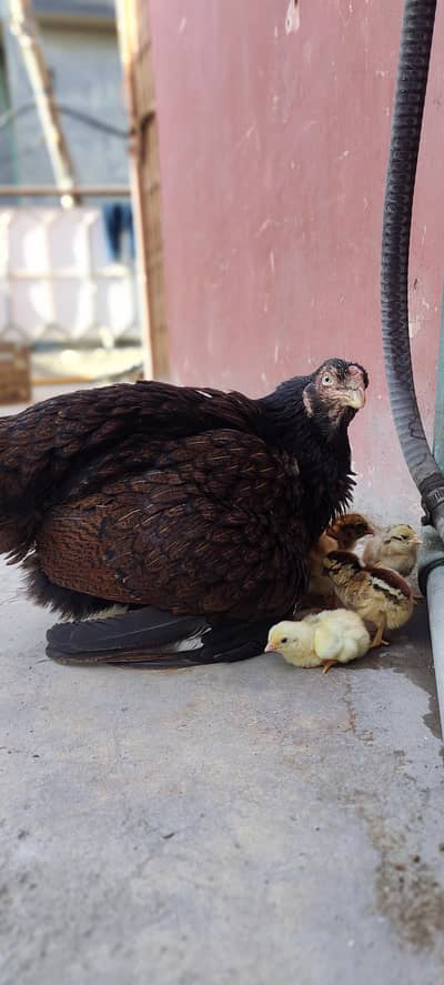 Lakha aseel with chicks