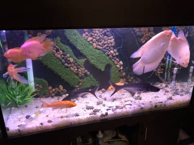 Aquarium with fishes and accessories