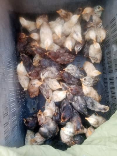 Golden Misri Chiks,one day old chicks