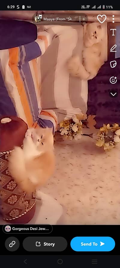 long coded Persian cats pair