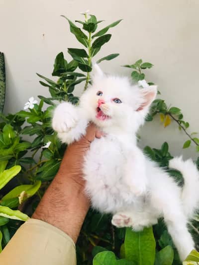 male kitten available for sale