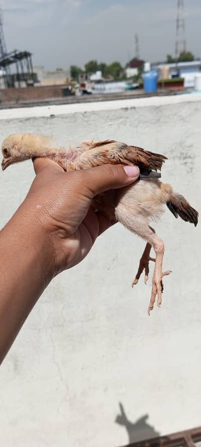 Three black chicks and one different chick