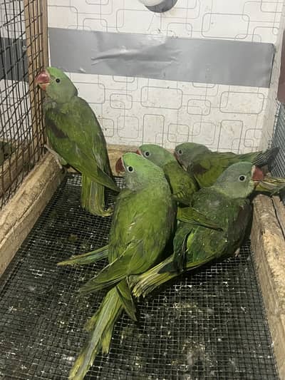 Raw Parrot ( پہاڑی طوط(