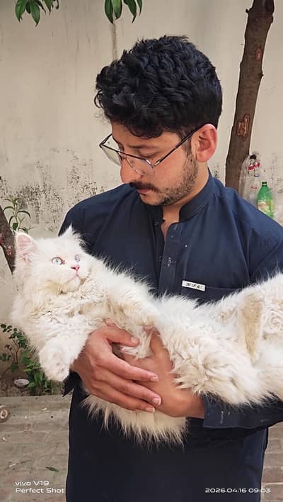 White Persian Cat for Sale – Healthy & Fluffy