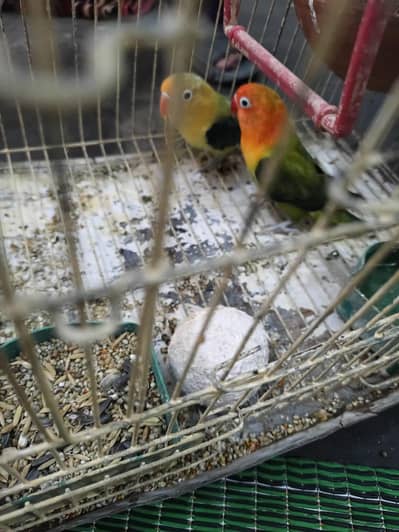 Love Bird pair for sale