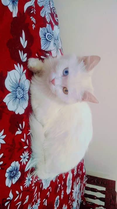 Persian semi punch face triple coat cat with odd eyes