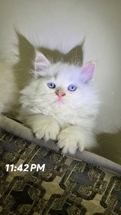 Persian kittens available for sale