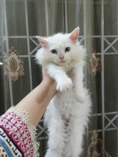 Pure persian kitten - healthy and playful