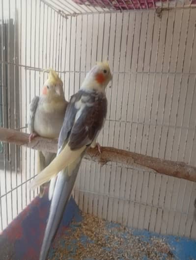 gray cocktail for sale note rate fnf no bite
