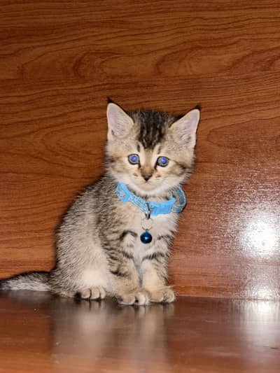  Healthy & Playful Half Persian Male Kittens Available 