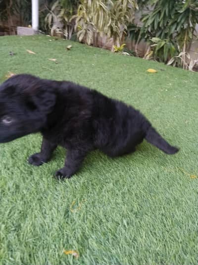 German shepherd puppy Black