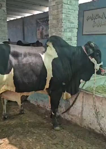 Bachra | Sahiwal wacha | bulls for Qurbani 2026 |Heavy weight Bulls
