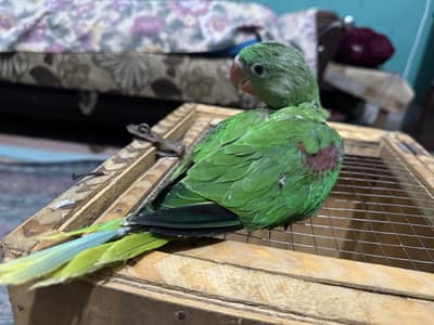 Jambo Size RAW Chick fully covered