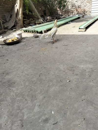 Heera Aseel Male breeder