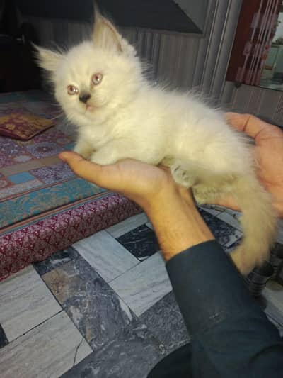 persian Kitten