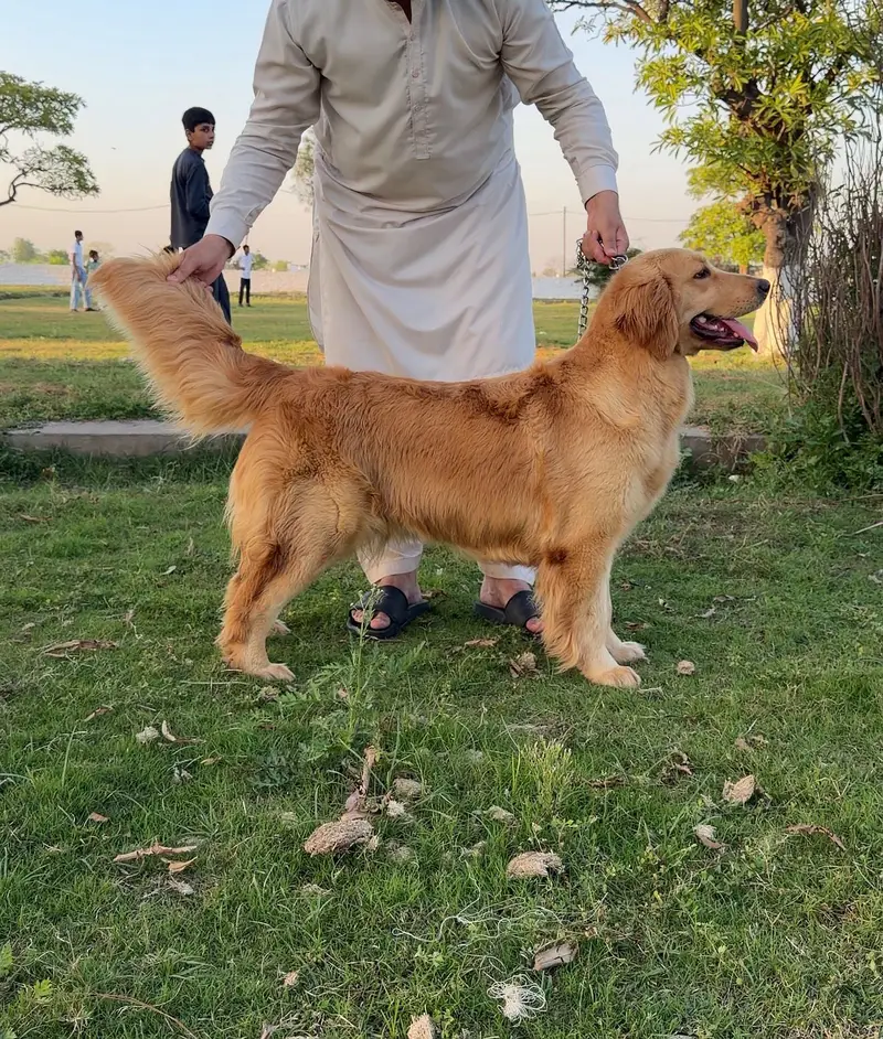 Golden Retriever Dog | Female Golden Retriever Dog |Pedigreed Retriver — photo 3