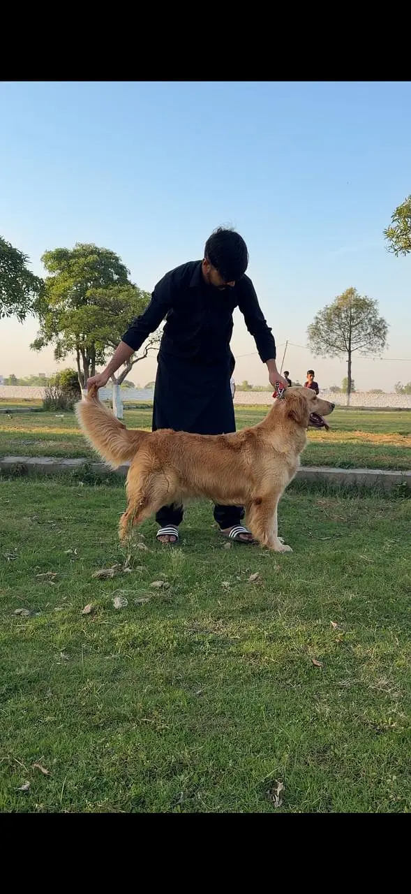 Golden Retriever Dog | Female Golden Retriever Dog |Pedigreed Retriver — photo 4
