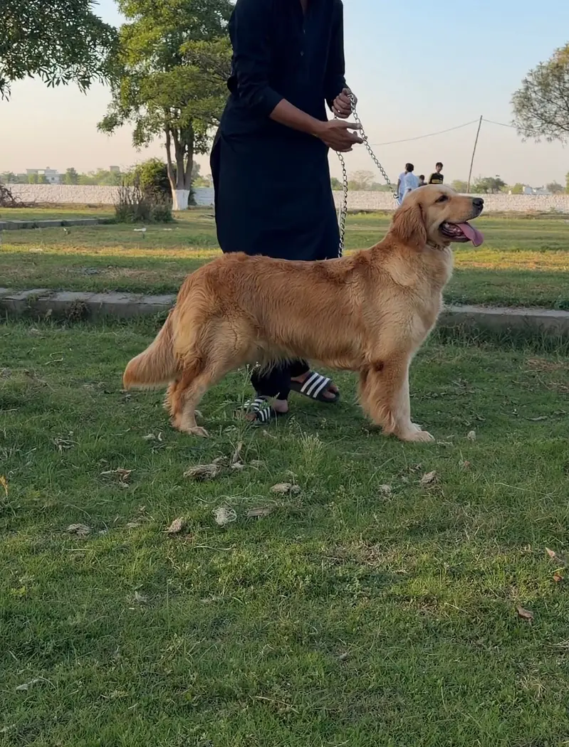 Golden Retriever Dog | Female Golden Retriever Dog |Pedigreed Retriver — photo 5