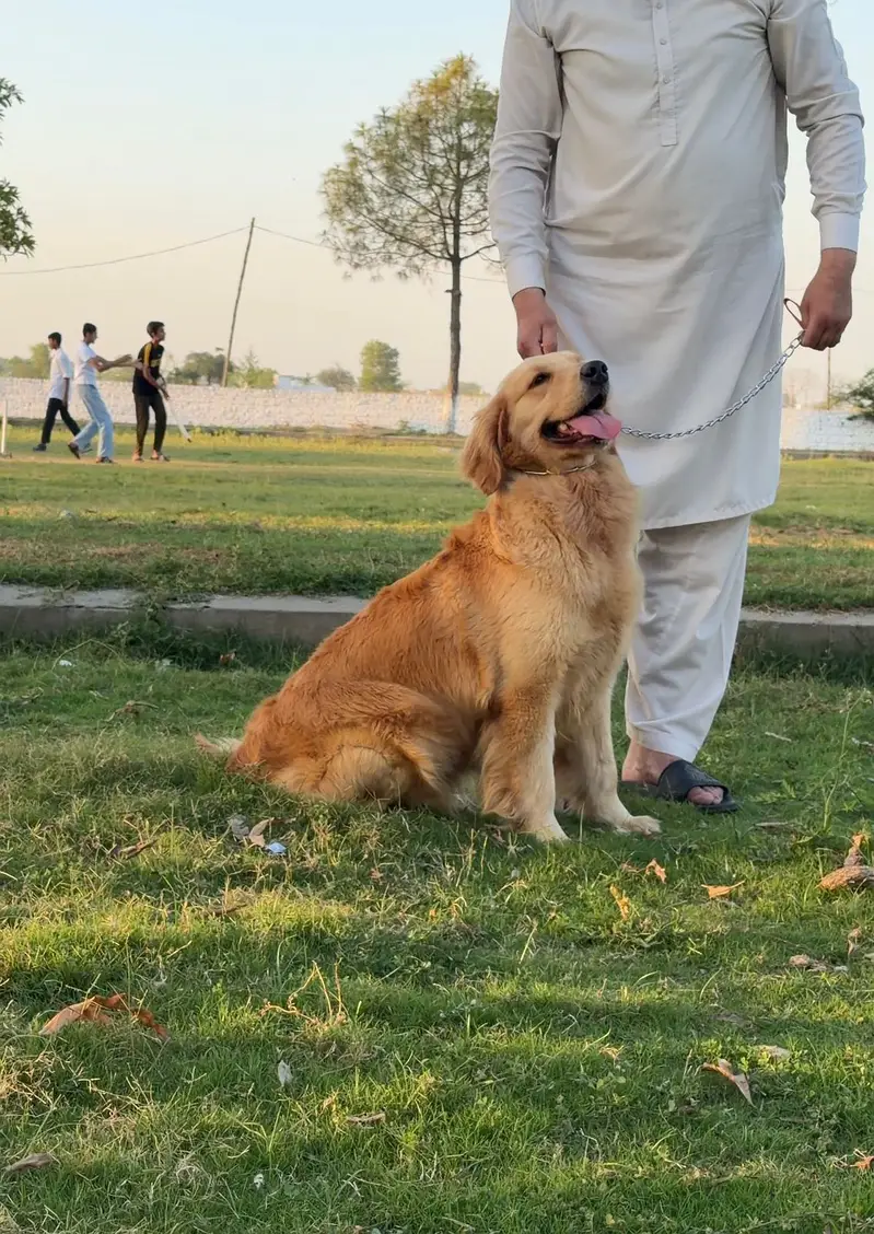 Golden Retriever Dog | Female Golden Retriever Dog |Pedigreed Retriver — photo 6