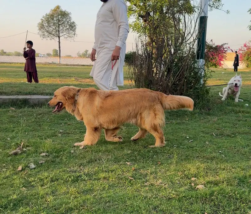 Golden Retriever Dog | Female Golden Retriever Dog |Pedigreed Retriver — photo 7