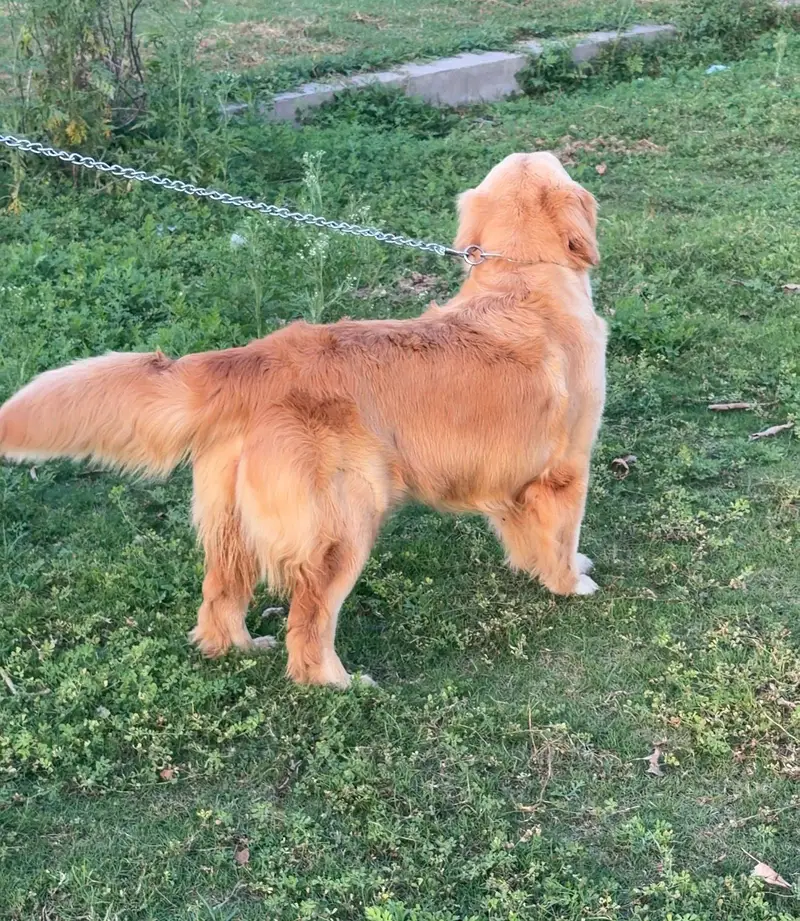 Golden Retriever Dog | Female Golden Retriever Dog |Pedigreed Retriver — photo 8