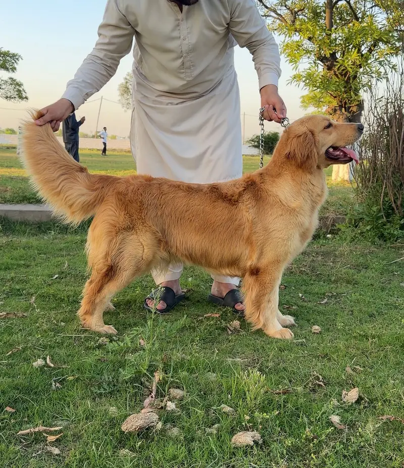 Golden Retriever Dog | Female Golden Retriever Dog |Pedigreed Retriver — photo 9