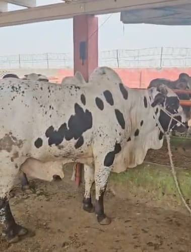bull |cholistani bachra | Sahiwal bachre |Wacha for sale | per kg 1100