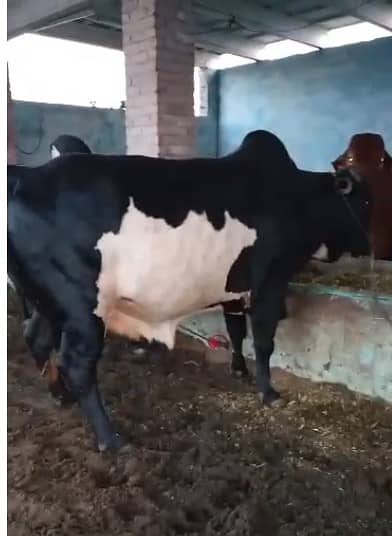 Qurbani 2026 | Bachra |  Wacha | bull | Bachry | Desi bachrae