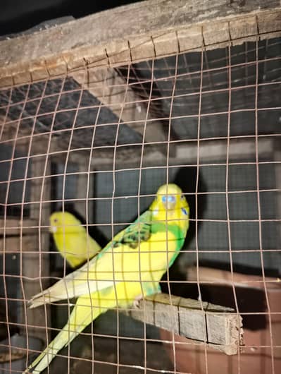 budgies pair