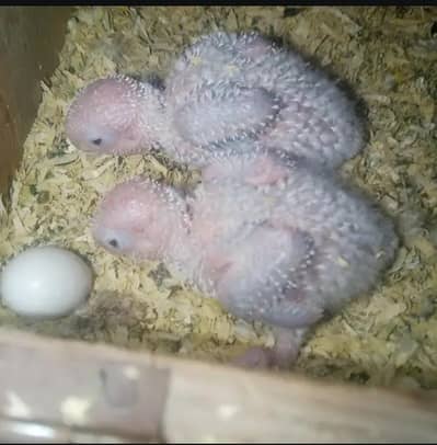 mother feed chicks available jambo size