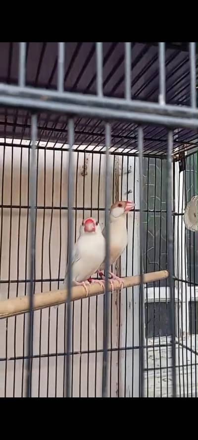 fwon java & opal java