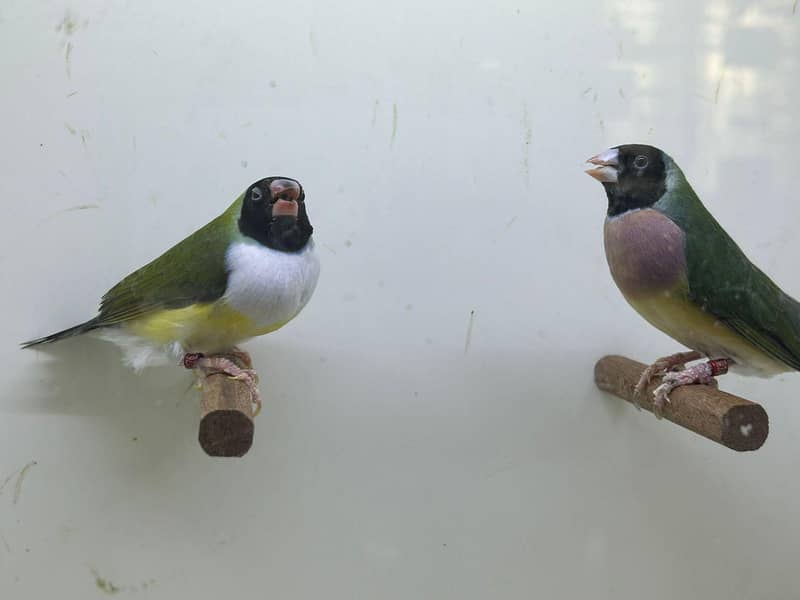Chiks available 2
