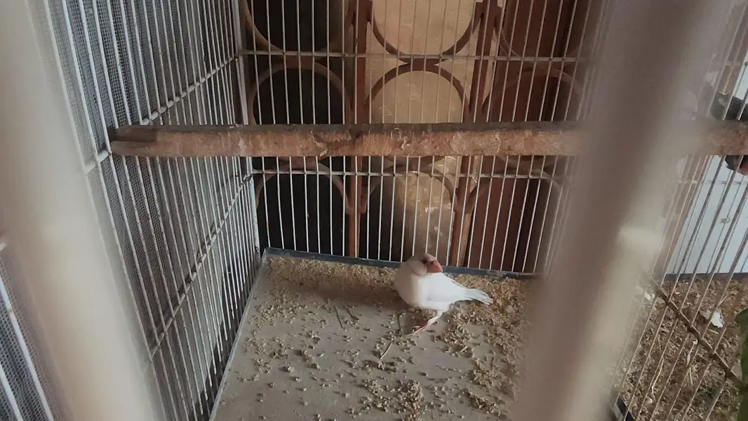 Chiks available — photo 4