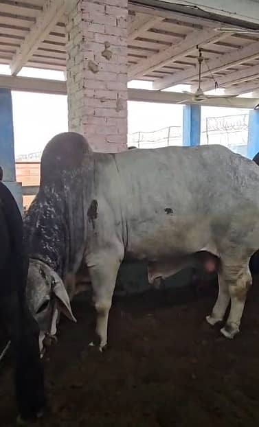 Qurbani ka janwar 2026 | bull |  2 dant Bachry | Desi bachrae |cow |