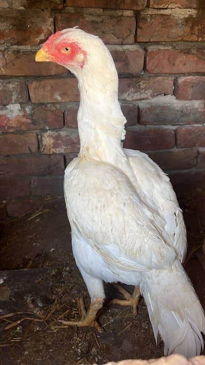 mashaallha paro hera nasal ma madi ha