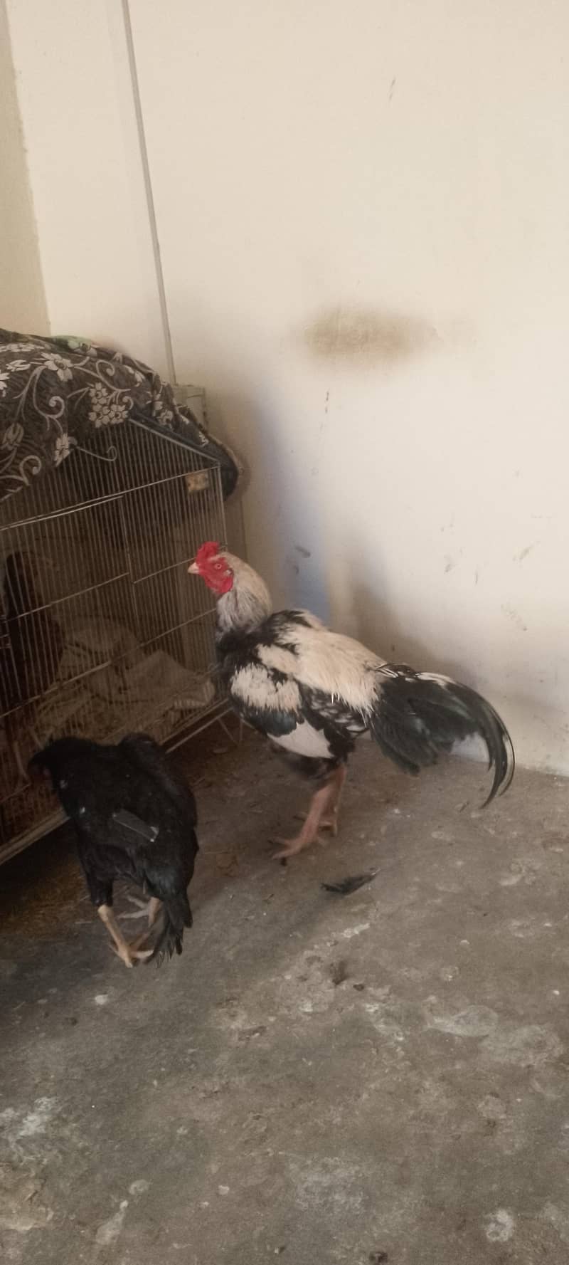 Java Aseel Home breed 0