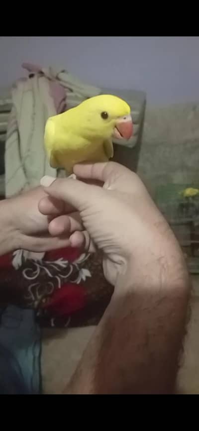 yellow Ringneck red eye self